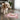 Cavachon Courage